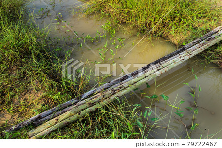 Trunks of eucalyptus placed for temporary bridge Trunks of eucalyptus placed for temporary bridge 79722467