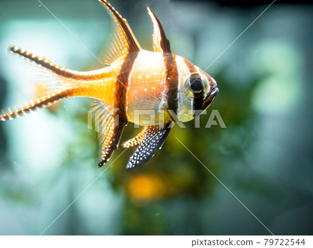 Close up Banggai cardinalfish swimming in the saltwater in an aquarium 79722544