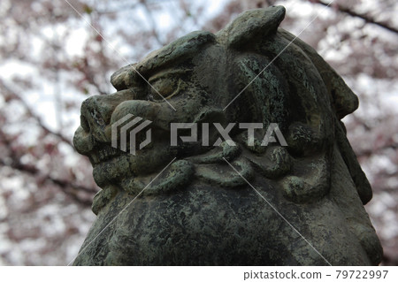 Komainu lion, Aun at Asakusa Shrine in the precincts of Sensoji Temple, Asakusa, Tokyo Komainu lion, Aun at Asakusa Shrine in the precincts of Sensoji Temple, Asakusa, Tokyo 79722997