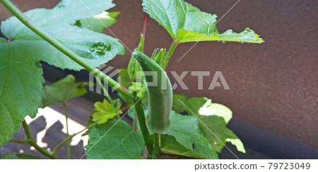 菜園裡的秋葵,即將收穫 菜園裡的秋葵,即將收穫 79723049