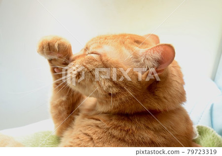 Maneki Neko Pose 79723319