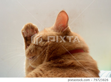 Maneki Neko 姿勢貓 79723826