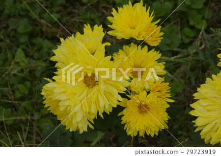 菊花 菊花 79723919