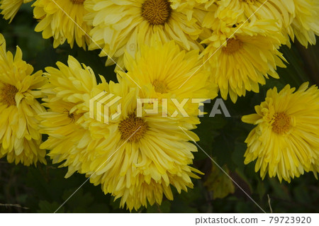菊花 79723920