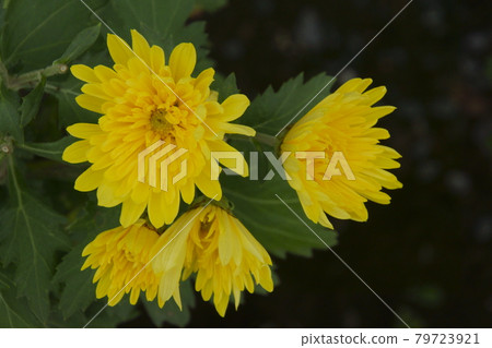 菊花 菊花 79723921