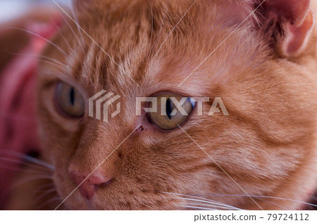 茶虎紋貓,臉朝上 茶虎紋貓,臉朝上 79724112