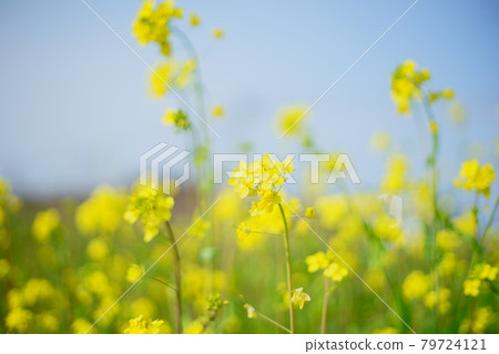 油菜花的柔和光芒在藍天中閃耀 79724121