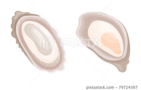 Oyster as Salt-water Bivalve Molluscs and Marine Delicacy Vector Set Oyster as Salt-water Bivalve Molluscs and Marine Delicacy Vector Set 79724307