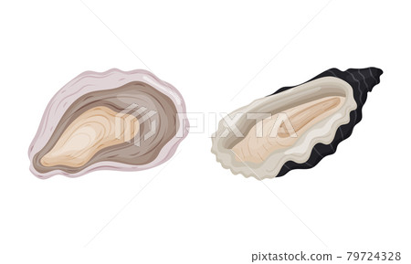 Oyster as Salt-water Bivalve Molluscs and Marine Delicacy Vector Set Oyster as Salt-water Bivalve Molluscs and Marine Delicacy Vector Set 79724328