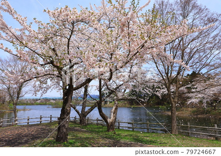 縣立蘆野公園櫻花盛開 縣立蘆野公園櫻花盛開 79724667