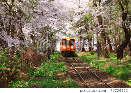 Ashinokoen Station Sakura Tunnel and Run Meros 79724852