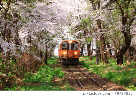 蘆之公園站 Sakura Tunnel and Run Meros 79724853