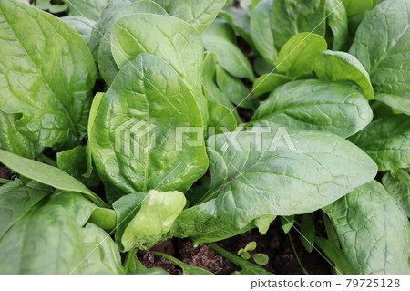 Fresh organic leaves of spinach growing in the garden . 79725128
