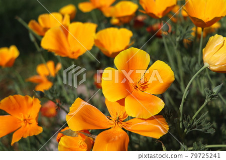 Yellow flowers of eschscholzia californica or golden californian poppy, cup of gold, flowering plant in family papaveraceae. Selective focus. 79725241