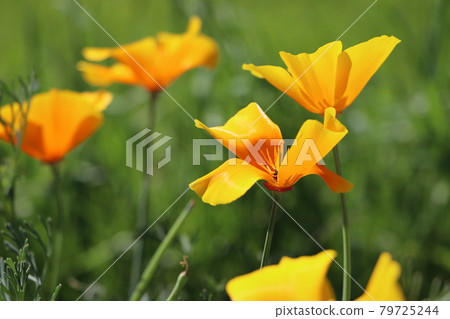 Yellow flowers of eschscholzia californica or golden californian poppy, cup of gold, flowering plant in family papaveraceae. Selective focus. 79725244