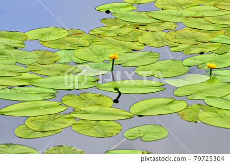 Yellow water lily (lat. Nuphar lutea) - a perennial aquatic plant; species of the genus Kubka of the lily family (Nymphaeaceae) blooms in July on the lake 79725304