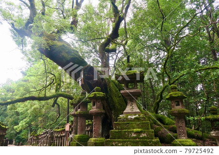 深綠色神社內的石燈籠和新北 深綠色神社內的石燈籠和新北 79725492