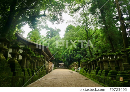 被深綠色包圍的神社 被深綠色包圍的神社 79725493