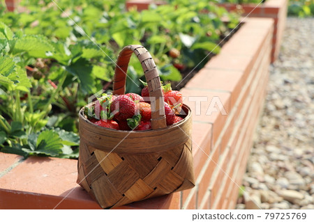 A modern vegetable garden with raised briks beds . Raised beds gardening in an urban garden . Basket full of strawberry . A modern vegetable garden with raised briks beds . Raised beds gardening in an urban garden . Basket full of strawberry . 79725769