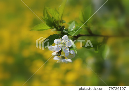 Flowers of the cherry blossoms on a spring day . 79726107