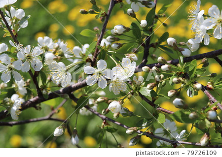Flowers of the cherry blossoms on a spring day . Flowers of the cherry blossoms on a spring day . 79726109