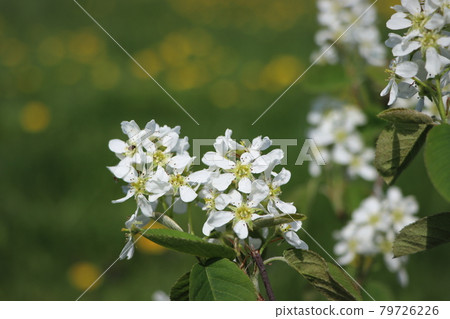 Amelanchier Bush in bloom. also known as shadbush, shadwood or shadblow in springtime . Amelanchier Bush in bloom. also known as shadbush, shadwood or shadblow in springtime . 79726226