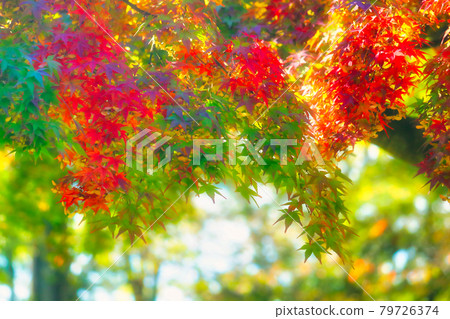 秋葉開始 秋葉開始 79726374