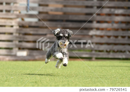 Miniature Schnauzer playing with dog run Miniature Schnauzer playing with dog run 79726541