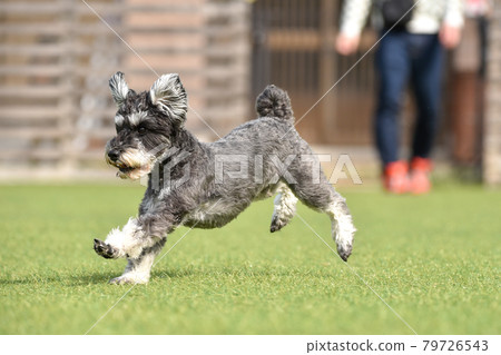 迷你雪納瑞狗跑 迷你雪納瑞狗跑 79726543