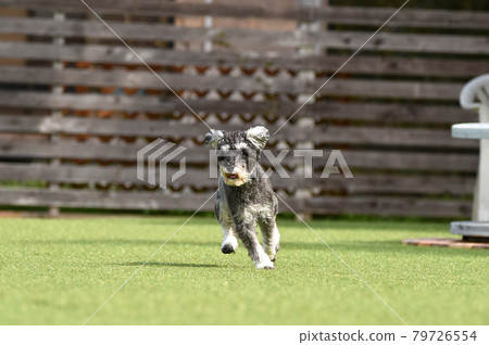 Miniature Schnauzer playing with dog run Miniature Schnauzer playing with dog run 79726554