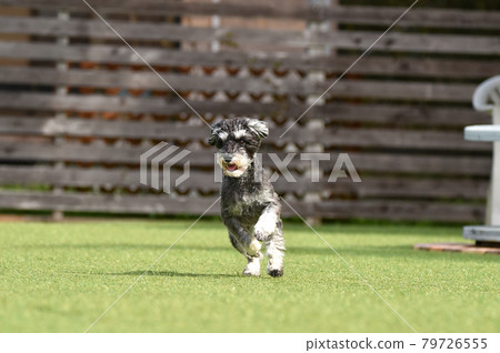 Miniature Schnauzer playing with dog run Miniature Schnauzer playing with dog run 79726555