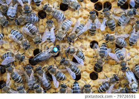 Queen bee is always surrounded by the workers bees - their servant. Queen bee lays eggs in the cell. 79726591
