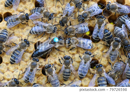 Queen bee is always surrounded by the workers bees - their servant. Queen bee lays eggs in the cell. 79726598