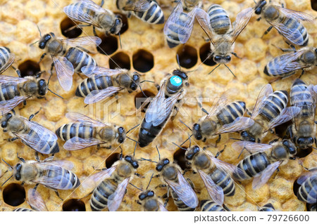 Queen bee is always surrounded by the workers bees - their servant. Queen bee lays eggs in the cell. 79726600