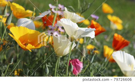 Summer backgroung. Flowers of eschscholzia californica or golden californian poppy, cup of gold, flowering plant in family papaveraceae . 79726606