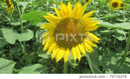 Large sunflowers bloom here and there 79726876