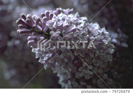 Digital art. Lilac branch pattern. Oil painting 79726879