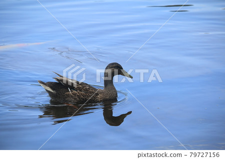 Mallard Mallard 79727156
