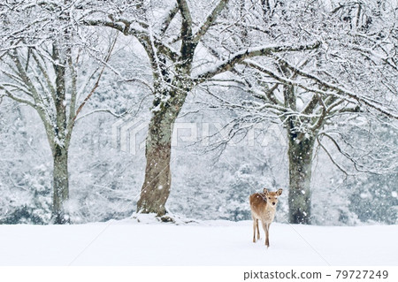 雪奈良公園 雪奈良公園 79727249