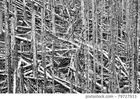 Dead and destroyed forest of spruces in the resin at the edge of the Brocken, black and white, hard contrast 79727913