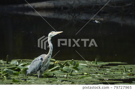 Grey heron (Ardea cinerea) stands between water lily leaves and looks after a dragonfly. Grey heron (Ardea cinerea) stands between water lily leaves and looks after a dragonfly. 79727965