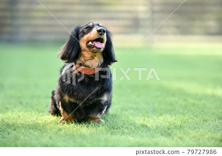 迷你臘腸狗玩狗跑 迷你臘腸狗玩狗跑 79727986