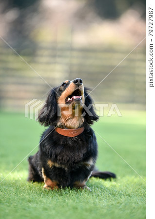 迷你臘腸狗玩狗跑 79727987