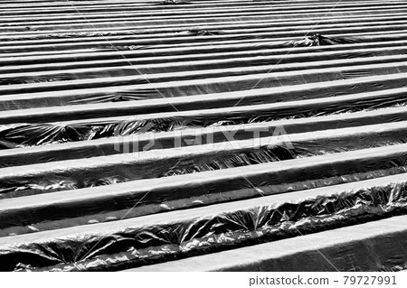 Asparagus field in the heath covered with foil, black and white, high-contrast, abstract Asparagus field in the heath covered with foil, black and white, high-contrast, abstract 79727991