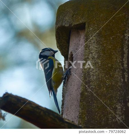 Blue tit, scientific name Cyanistes caeruleus, tidy the nest box and throw garbage outside Blue tit, scientific name Cyanistes caeruleus, tidy the nest box and throw garbage outside 79728062
