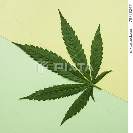 Green cannabis leaves on yellow and green background. 79728247