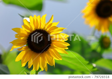 向日葵 79728318