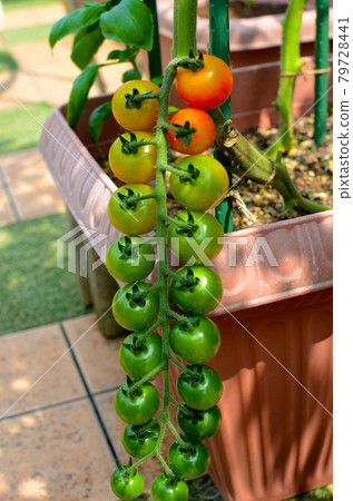 栽培於菜園種植園，內襯精美的迷你番茄 79728441