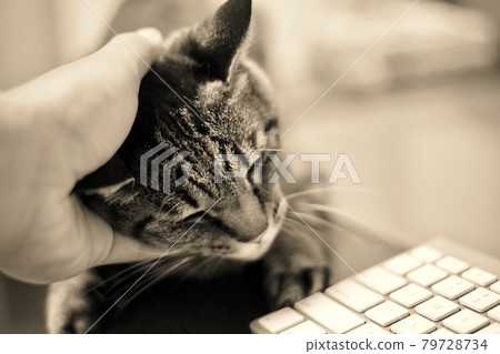A cute cat that interferes with remote work A cute cat that interferes with remote work 79728734