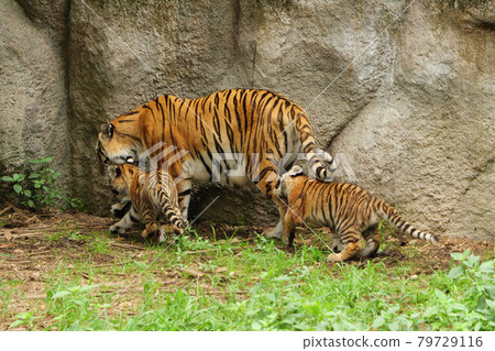 阿穆爾虎幼崽咬媽媽的腿 阿穆爾虎幼崽咬媽媽的腿 79729116